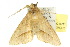  ( - 10ANIC-05711)  @14 [ ] CreativeCommons - Attribution (2010) CBG Photography Group Centre for Biodiversity Genomics