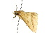 ( - 10ANIC-05712)  @13 [ ] CreativeCommons - Attribution (2010) CBG Photography Group Centre for Biodiversity Genomics