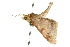  ( - 10ANIC-05718)  @13 [ ] CreativeCommons - Attribution (2010) CBG Photography Group Centre for Biodiversity Genomics