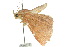  ( - 10ANIC-05732)  @13 [ ] CreativeCommons - Attribution (2010) CBG Photography Group Centre for Biodiversity Genomics
