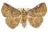  ( - 10ANIC-05733)  @14 [ ] CreativeCommons - Attribution (2010) CBG Photography Group Centre for Biodiversity Genomics