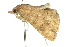  ( - 10ANIC-05740)  @13 [ ] CreativeCommons - Attribution (2010) CBG Photography Group Centre for Biodiversity Genomics