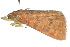  ( - 10ANIC-05742)  @13 [ ] CreativeCommons - Attribution (2010) CBG Photography Group Centre for Biodiversity Genomics