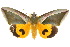  (Eudocima salaminia - 10ANIC-05745)  @15 [ ] CreativeCommons - Attribution (2010) CBG Photography Group Centre for Biodiversity Genomics