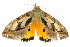  (Eudocima materna - 10ANIC-05747)  @15 [ ] CreativeCommons - Attribution (2010) CBG Photography Group Centre for Biodiversity Genomics