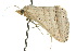  ( - 10ANIC-05770)  @13 [ ] CreativeCommons - Attribution (2010) CBG Photography Group Centre for Biodiversity Genomics