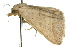  ( - 10ANIC-05771)  @13 [ ] CreativeCommons - Attribution (2010) CBG Photography Group Centre for Biodiversity Genomics