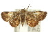 ( - 10ANIC-05779)  @13 [ ] CreativeCommons - Attribution (2010) CBG Photography Group Centre for Biodiversity Genomics