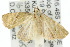  ( - 10ANIC-05833)  @13 [ ] CreativeCommons - Attribution (2010) CBG Photography Group Centre for Biodiversity Genomics