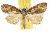  ( - 10ANIC-05834)  @15 [ ] CreativeCommons - Attribution (2010) CBG Photography Group Centre for Biodiversity Genomics