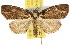  ( - 10ANIC-05835)  @15 [ ] CreativeCommons - Attribution (2010) CBG Photography Group Centre for Biodiversity Genomics