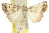  (Chaograptis rhaptina - 10ANIC-05848)  @14 [ ] CreativeCommons - Attribution (2010) CBG Photography Group Centre for Biodiversity Genomics