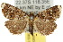  ( - 10ANIC-05852)  @15 [ ] CreativeCommons - Attribution (2010) CBG Photography Group Centre for Biodiversity Genomics