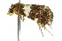  ( - 10ANIC-05853)  @13 [ ] CreativeCommons - Attribution (2010) CBG Photography Group Centre for Biodiversity Genomics