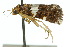  ( - 10ANIC-05855)  @13 [ ] CreativeCommons - Attribution (2010) CBG Photography Group Centre for Biodiversity Genomics