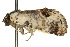  ( - 10ANIC-05861)  @12 [ ] CreativeCommons - Attribution (2010) CBG Photography Group Centre for Biodiversity Genomics