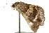  ( - 10ANIC-05862)  @13 [ ] CreativeCommons - Attribution (2010) CBG Photography Group Centre for Biodiversity Genomics