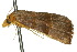  ( - 10ANIC-05929)  @13 [ ] CreativeCommons - Attribution (2010) CBG Photography Group Centre for Biodiversity Genomics