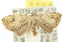  ( - 10ANIC-05947)  @13 [ ] CreativeCommons - Attribution (2010) CBG Photography Group Centre for Biodiversity Genomics