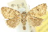  ( - 10ANIC-05949)  @11 [ ] CreativeCommons - Attribution (2010) CBG Photography Group Centre for Biodiversity Genomics