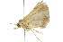  ( - 10ANIC-05963)  @13 [ ] CreativeCommons - Attribution (2010) CBG Photography Group Centre for Biodiversity Genomics