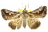 (Schistorhynx - 10ANIC-05964)  @15 [ ] CreativeCommons - Attribution (2010) CBG Photography Group Centre for Biodiversity Genomics