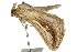  ( - 10ANIC-05965)  @13 [ ] CreativeCommons - Attribution (2010) CBG Photography Group Centre for Biodiversity Genomics