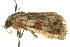  ( - 10ANIC-05966)  @13 [ ] CreativeCommons - Attribution (2010) CBG Photography Group Centre for Biodiversity Genomics