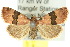  ( - 10ANIC-06013)  @15 [ ] CreativeCommons - Attribution (2010) CBG Photography Group Centre for Biodiversity Genomics