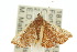  ( - 10ANIC-06050)  @13 [ ] CreativeCommons - Attribution (2010) CBG Photography Group Centre for Biodiversity Genomics