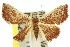  ( - 10ANIC-06051)  @14 [ ] CreativeCommons - Attribution (2010) CBG Photography Group Centre for Biodiversity Genomics