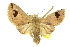  ( - 10ANIC-06092)  @15 [ ] CreativeCommons - Attribution (2010) CBG Photography Group Centre for Biodiversity Genomics
