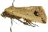  ( - 10ANIC-06093)  @12 [ ] CreativeCommons - Attribution (2010) CBG Photography Group Centre for Biodiversity Genomics