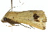  ( - 10ANIC-06094)  @12 [ ] CreativeCommons - Attribution (2010) CBG Photography Group Centre for Biodiversity Genomics