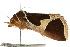  ( - 10ANIC-06128)  @13 [ ] CreativeCommons - Attribution (2010) CBG Photography Group Centre for Biodiversity Genomics