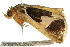  ( - 10ANIC-06129)  @13 [ ] CreativeCommons - Attribution (2010) CBG Photography Group Centre for Biodiversity Genomics