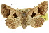  ( - 10ANIC-06140)  @15 [ ] CreativeCommons - Attribution (2010) CBG Photography Group Centre for Biodiversity Genomics