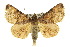  ( - 10ANIC-06147)  @15 [ ] CreativeCommons - Attribution (2010) CBG Photography Group Centre for Biodiversity Genomics