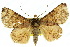  (Lophozancla prolixa - 10ANIC-06148)  @15 [ ] CreativeCommons - Attribution (2010) CBG Photography Group Centre for Biodiversity Genomics