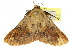  ( - 10ANIC-06159)  @13 [ ] CreativeCommons - Attribution (2010) CBG Photography Group Centre for Biodiversity Genomics
