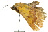  ( - 10ANIC-06160)  @13 [ ] CreativeCommons - Attribution (2010) CBG Photography Group Centre for Biodiversity Genomics
