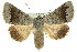  ( - 10ANIC-06166)  @15 [ ] CreativeCommons - Attribution (2010) CBG Photography Group Centre for Biodiversity Genomics
