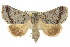  ( - 10ANIC-06170)  @15 [ ] CreativeCommons - Attribution (2010) CBG Photography Group Centre for Biodiversity Genomics