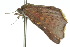  ( - 10ANIC-06184)  @13 [ ] CreativeCommons - Attribution (2010) CBG Photography Group Centre for Biodiversity Genomics