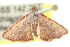  ( - 10ANIC-06197)  @12 [ ] CreativeCommons - Attribution (2010) CBG Photography Group Centre for Biodiversity Genomics