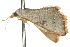  ( - 10ANIC-06198)  @13 [ ] CreativeCommons - Attribution (2010) CBG Photography Group Centre for Biodiversity Genomics