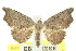  ( - 10ANIC-06212)  @11 [ ] CreativeCommons - Attribution (2010) CBG Photography Group Centre for Biodiversity Genomics