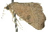  ( - 10ANIC-06213)  @14 [ ] CreativeCommons - Attribution (2010) CBG Photography Group Centre for Biodiversity Genomics