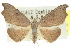  ( - 10ANIC-06214)  @11 [ ] CreativeCommons - Attribution (2010) CBG Photography Group Centre for Biodiversity Genomics