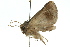  ( - 10ANIC-06279)  @13 [ ] CreativeCommons - Attribution (2010) CBG Photography Group Centre for Biodiversity Genomics